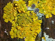 Xanthoria parietina (Gelbflechte)