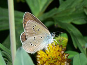 Polyommatus semiargus (Violetter Waldbläuling, Weibchen) / CH VS Col de Verne 1580 m, 09. 07. 2012