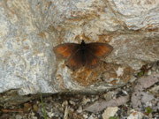 Erebia mnestra (Blindpunkt-Mohrenfalter) / CH VS Val d'Anniviers, Lac de Moiry, Le Louché 2500 m, 17. 07. 2017