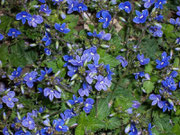 Veronica chamaedrys (Ehrenpreis) / Scrophulariaceae