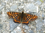 Euphydryas intermedia (Amur-Scheckenfalter) / CH UR Urserental bei Zumdort 1500 m, 29. 06. 2012