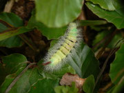 Calliteara pudibunda (Buchen-Streckfuss, Rotschwanz) / CH BE Hasliberg 1050 m, 1140 m, 28. 09. 2021