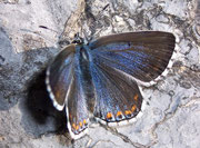 Polyommatus bellargus (Himmelblauer Bläuling, Weibchen) / CH BE Hasliberg 1100 m, 30. 09. 2009