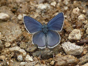 Plebejus optilete (Moor-Heidelbeer-Bläuling, Männchen) / CH TI Ritom Piora El Pinett 2000 m, 03. 08. 2017