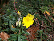 Helianthemum nummularium (Gewöhnliches Sonnenröschen) / Cistaceae