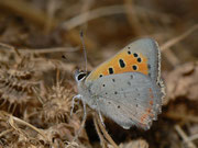 Lycaena phlaeas (Kleiner Feuerfalter) / Griechenland Kreta Elos, 19. 05. 2011