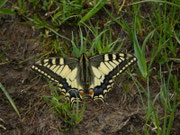 Papilio machaon / CH VD Rougemont, Haute Combe, Les Merzeires 1690 m, 06. 06. 2025