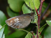Erebia aethiops (Graubindiger Mohrenfalter, Weibchen) / CH VS Mattmark-Stausee 2190 m, 09. 08. 2010