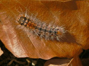 Colocasia coryli (Haseleule) / CH BE Hasliberg 1050 m, 07. 11. 2020 (erwachsene Raupe auf dem Weg zur Verpuppung)