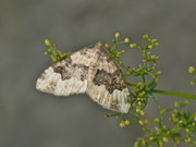 Epirrhoe galiata (Breitbinden-Labkrautspanner) / CH BE Hasliberg 1150 m, 28. 08. 2013