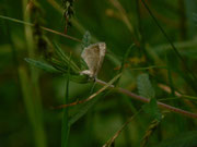 Perizoma albulata (Klappertopf-Kapselspanner, Weibchen bei der Eiablage) / CH OW Lungern 21. 07. 2015 (Eiablage an Rhinanthus alectorolophus)
