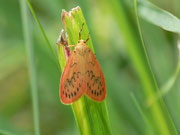 Miltochrista miniata (Rosaroter Flechtenbär) / CH BE Hasliberg 1200 m, 29. 07. 2014