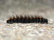 Macrothylacia rubi (Brombeerspinner, erwachsene Raupe dorsal) / CH BE Hasliberg 1180 m, 03. 09. 2015