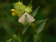 Perizoma albulata (Klappertopf-Kapselspanner, Weibchen bei der Eiablage) / CH BE Hasliberg  1260 m, 17. 07. 2015 (Eiablage an Rhinanthus alectorolophus)