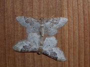 Idaea rusticata (Südlicher Zwergspanner) / CH BE Hasliberg 1050 m, 12. 07. 2008