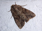 Apamea monoglypha (Grosse Grasbüscheleule) / NOCTUIDAE (Eulen)