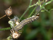 Hecatera bicolorata (Hasenlatticheule) / CH BE Hasliberg 1050 m, 17. 07. 2023