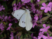 Pieris rapae (Kleiner Kohlweissling, Männchen) / CH BE Hasliberg 1050 m, 23. 06. 2008