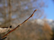 Apatura iris (Grosser Schillerfalter) / CH BE Hasliberg 1110 m, 26. 11. 2020, an einem milden Herbsttag vor dem Überwintern