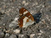 Limenitis camilla (Kleiner Eisvogel) / CH BE Hasliberg 1060 m, 02. 07. 2018