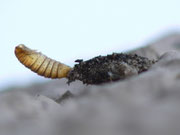 Dahlica triquetrella (Dreikant-Zwerg-Sackträger) / CH BE Hasliberg 1050 m, 09. 05. 2015