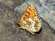 Melitaea aurelia (Ehrenpreis-Scheckenfalter) / CH GR Calancatal Landarenca 1200 m, 28. 06. 2011