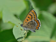 Lycaena helle (Blauschillernder Feuerfalter) / CH FR Grandvillard, Alp Bounavau 1520 m, 17. 06. 2013