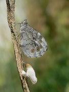 Lasiommata maera (Braunauge) / CH BE Hasliberg, 26. 06. 2015 (Zuchtfalter)