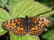 Melitaea aurelia (Ehrenpreis-Scheckenfalter) / Italien Onsernonetal 1000 m, 20. 06. 2011