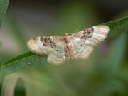 Idaea rusticata (Südlicher Zwergspanner) / CH BE Hasliberg 1050 m, 08. 07. 2016