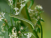 Eulithis pyraliata (Schwefelgelber Haarbüschelspanner)  CH BE Hasliberg 1050 m, 18. 06. 2016 an Galium
