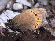 Erebia oeme (Doppelaugen-Mohrenfalter, Weibchen, derselbe Falter wie vorher) / CH BE Bäderhorn 1750 m, 09. 07. 2009