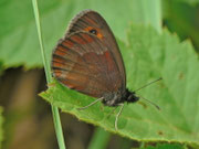Erebia aethiops (Graubindiger Mohrenfalter, Männchen) / CH BE Hasliberg 1070 m, 03. 08. 2013