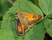 Ochlodes sylvanus (Rostfarbiger Dickkopffalter, Weibchen) / CH BE Hasiberg 1050 m, 21. 07. 2010