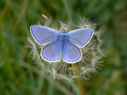 Polyommatus icarus (Hauhechelbläuling, Männchen) / CH BE Hasliberg 1050 m, 06. 05. 2014