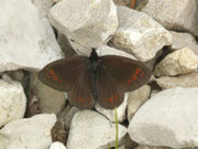 Erebia meolans (Gelbbindiger Mohrenfalter) / CH BE Gantrisch Underi Gantrischhütte 1560 m, 11. 06. 2015