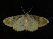 Alcis repandata (Braunmarmorierter Baumspanner, Männchen) / CH BE Hasliberg 1050 m, 13. 06. 2024