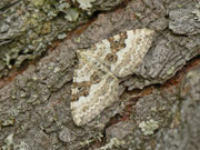 Xanthorhoe montanata (Schwarzbraunbinden-Blattspanner) / CH OW Glaubenberg Langis 1440 m, 11. 07. 2013