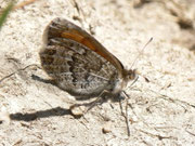 Erebia tyndarus (Schillernder Mohrenfalter, Weibchen, derselbe Falter wie vorher) / CH GR Surselva Sedrun-Valtgeva 1548 m, 17. 09. 2012