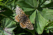 Euphydryas aurinia debilis (Skabiosen-Scheckenfalter) / CH VS Lac Mauvoisin 2460 m, 18. 07. 2006
