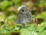 Lasiommata maera (Braunauge) / CH BE Hasliberg, 26. 06. 2015 (Zuchtfalter)
