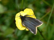 Catastia marginea
