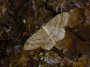 Idaea biselata (Breitgesäumter Zwergspanner) / CH BE Hasliberg 1150 m, 21. 07. 2016