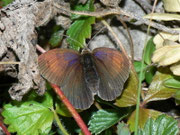 Erebia tyndarus (Schillernder Mohrenfalter, Weibchen) / CH VS Felsensteppe 1500 m, 07. 10. 2010