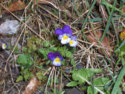 Viola tricolor (Feld-Stiefmütterchen) / Violaceae