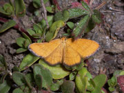 Idaea flaveolaria / CH VS Rosswald Fleschbode 2080 m, 25. 07. 2008