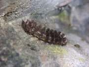 Miltochrista miniata (Rosaroter Flechtenbär, eine andere Raupe als vorher) / CH OW Kleine Melchaaschlucht 650 m, 09. 06. 2010