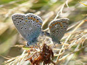 Polyommatus icarus (Hauhechelbläuling, Paarung) / CH GR Surselva Sedrun Valtgeva 1548 m, 17. 09. 2012