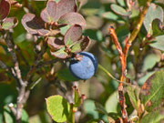 Vaccinium uliginosum (Moorbeere) / Ericaceae