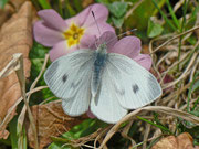 Pieris mannii (Karstweissling, Weibchen) / CH BE Hasliberg 1050 m, 02. 04. 2012